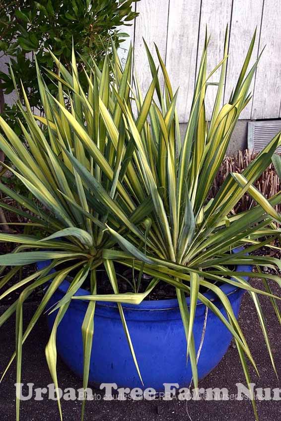 Yucca filamentosa 'Color Guard' | Urban Tree Farm Nursery